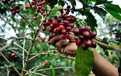 IPN genera valor agregado al café de Puebla